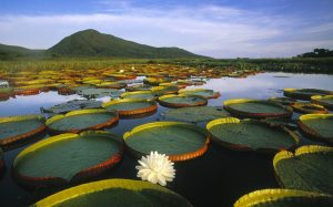 brésil - Pantanal - nénuphars